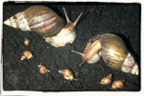 Giant African Snails